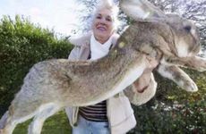 属兔本命佛文殊菩萨图片有什么经典形象