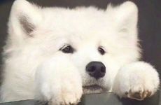 属龙的和属狗的相配吗