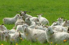 79年属羊2022发大财 2022年79年属羊人财运如何