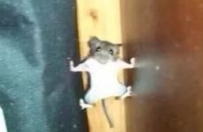 1972属鼠人什么时候发大财