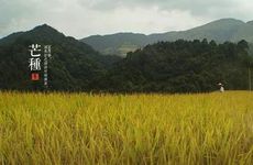 2024年芒种养生方法 养生重点是什么