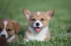 为什么都说属狗的命不好 属狗几岁运势最差