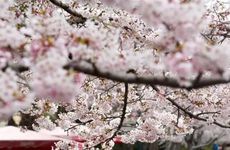 做梦梦到坟墓是什么意思 周公解梦梦见到坟墓解梦