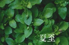 2023年夏至是几月几日几点几分？2023年夏至是什么时候