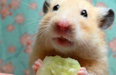 属鼠人养兔子有什么好处坏处