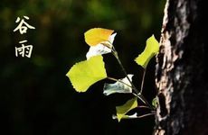 2024谷雨还有倒春寒吗