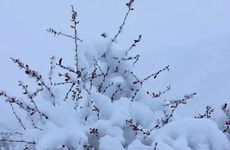 2022年小雪节气北方吃什么南方吃什么