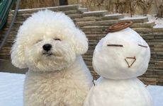 2026属狗结婚大利月是几月