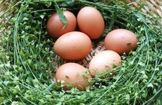 吕祖灵签第八十四签 古人蒙正赏月