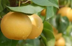 卫生间门对着客厅好吗 用鱼缸当好吗