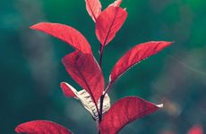 平安夜有什么禁忌讲究 一般吃什么食物？