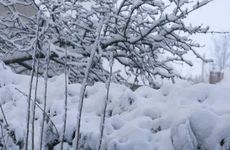 大雪三候是什么？大雪三候荔挺生是什么意思？