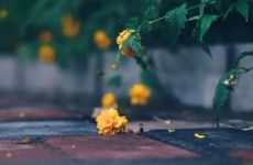 今年八月初三不出伏，俗语：“初三不出伏，旱到白露夜”