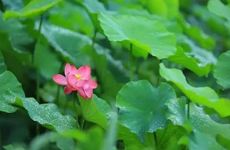 夏至节气的传统习俗及传统食物