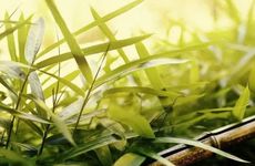 梦见自己剪头发是什么意思 做梦梦见自己剪头发有什么预兆