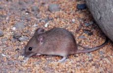 梦见被狼追着咬预示什么 梦见狼在吃小牛