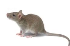 1960年属鼠女一生的坎 属鼠女感情不顺遭遇爱人背叛