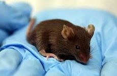 鼠与什么属相相冲 属鼠和什么属相相冲