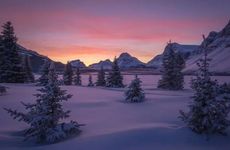 梦见梅树周公解梦，梦见梅树是什么意思？