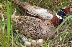 属鸡的人2023年财运怎么样 属鸡人兔年冲太岁如何旺财