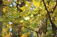 梦见吃面条是什么意思 梦见吃面条有什么预兆