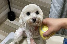 06年属狗人有没有读书运