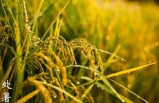 处暑节气的民俗活动及养生方法