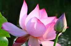 2024年夏至可以艾灸吗 三九吃补品 夏至看针灸