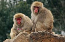 76年属龙2022年运势如何 属猴人2022流年运程分析