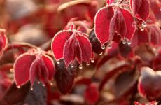 2024年出伏时间表三伏天时间表