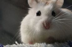 1972年属鼠人54岁有一灾如何化解