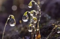 阴暗面很深的月亮星座，擅长隐藏，看似很无辜，实则是暗黑大魔王