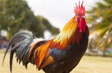 2023年属鸡大利月和小利月 属鸡人最幸运的月份