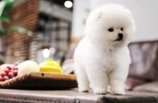 属狗几点出生最好命，亥时丑时寅时戌时