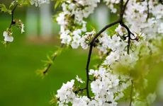 2022年清明扫墓可以放鞭炮吗