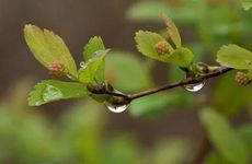 谷雨节气的饮食习俗及养生要点