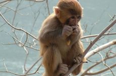 68年属猴人2025年的运势运程