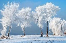 3月12日是什么星座