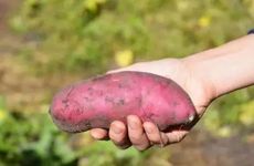 夏至节气的民俗活动及养生食物