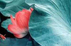 2024三九天有9天