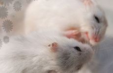 属鼠家里摆放什么花 属鼠家里摆什么植物好