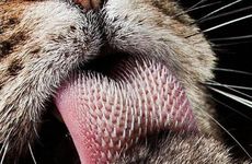 这几个生肖女强势有主见 是十足的女强人