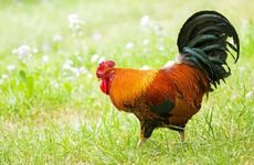 2005属鸡人一生大劫年