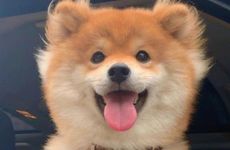 1994年属狗做什么生意最旺最旺94年属狗人的商业领域