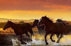 1990年路旁土命小心哪些人 属马人的命中小人属相