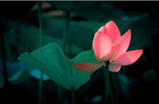 大暑节气要吃什么?三伏天饮食顺口溜