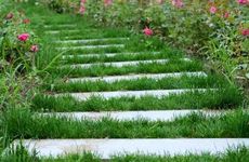 梦见柏树怎么回事 梦见柏树有什么预兆