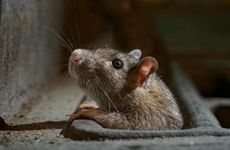 属鼠女性旺夫的原因