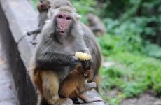 属猴女人上等婚配