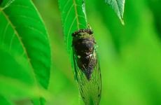 夏至节气的风俗及气候特点